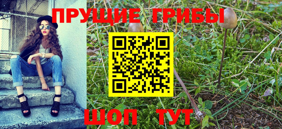 Алексеевка  как найти   Вход с VPN  Галлюциногенные грибы Cubensis 
